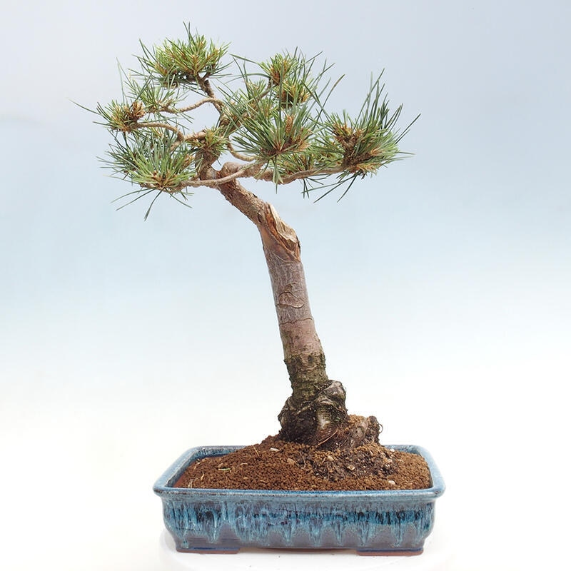 Vonkajšie bonsai - Pinus Sylvestris - Borovica lesná