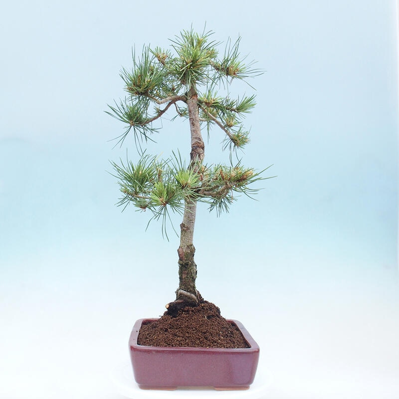 Vonkajšie bonsai - Pinus Sylvestris - Borovica lesná