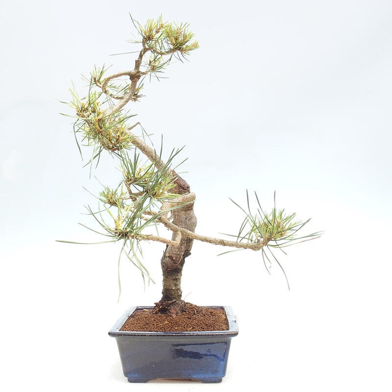 Vonkajšie bonsai - Pinus Sylvestris - Borovica lesná