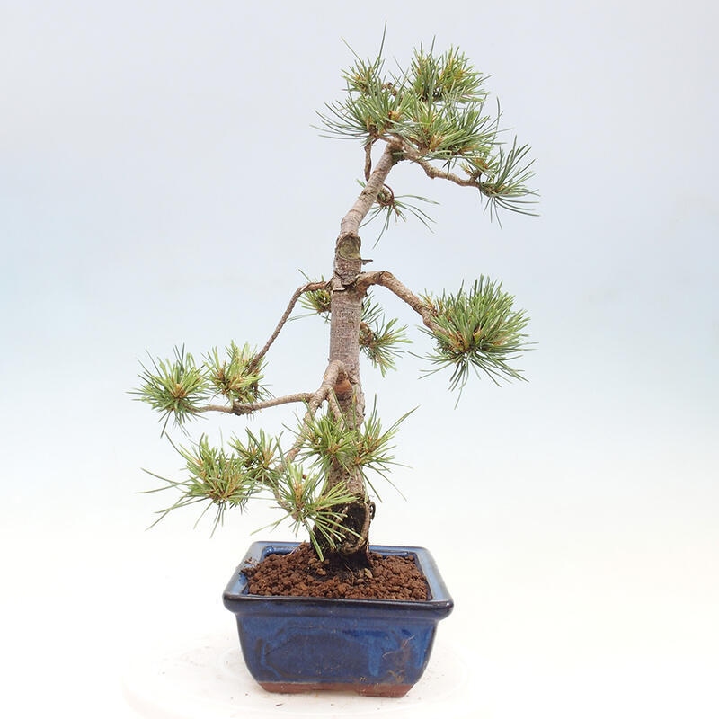 Vonkajšie bonsai - Pinus Sylvestris - Borovica lesná