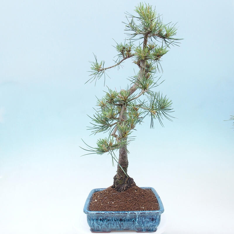 Vonkajšie bonsai - Pinus Sylvestris - Borovica lesná