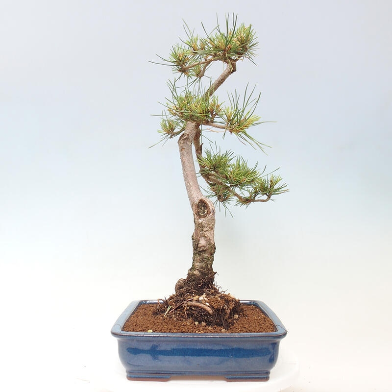 Vonkajšie bonsai - Pinus Sylvestris - Borovica lesná