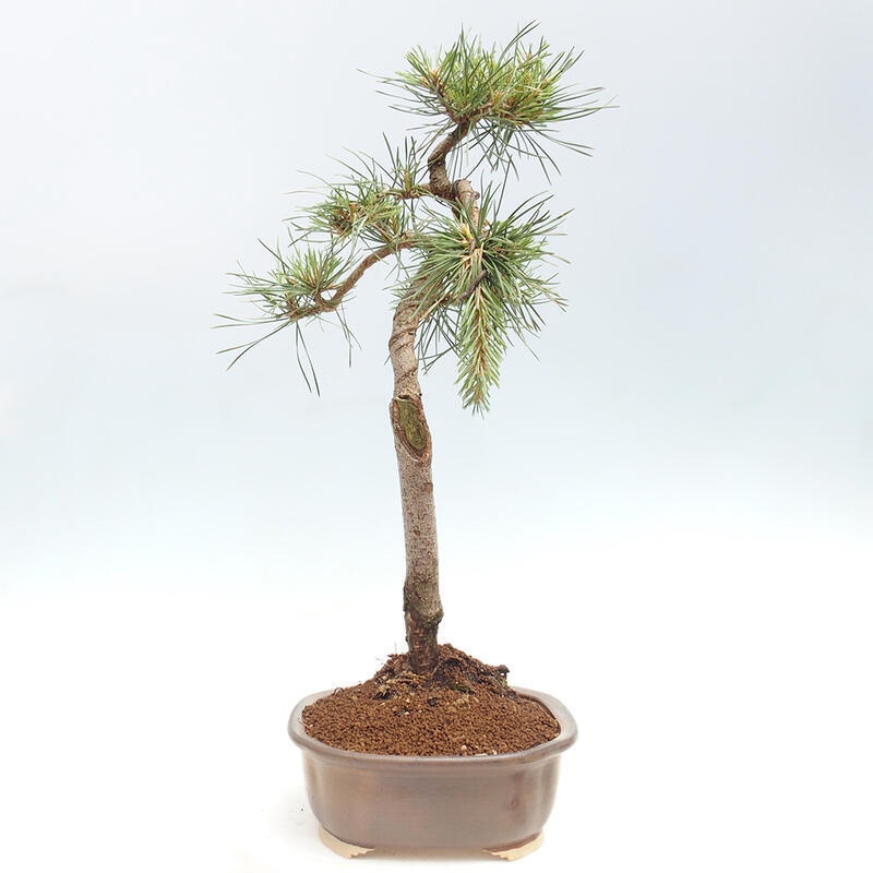 Vonkajšie bonsai - Pinus Sylvestris - Borovica lesná