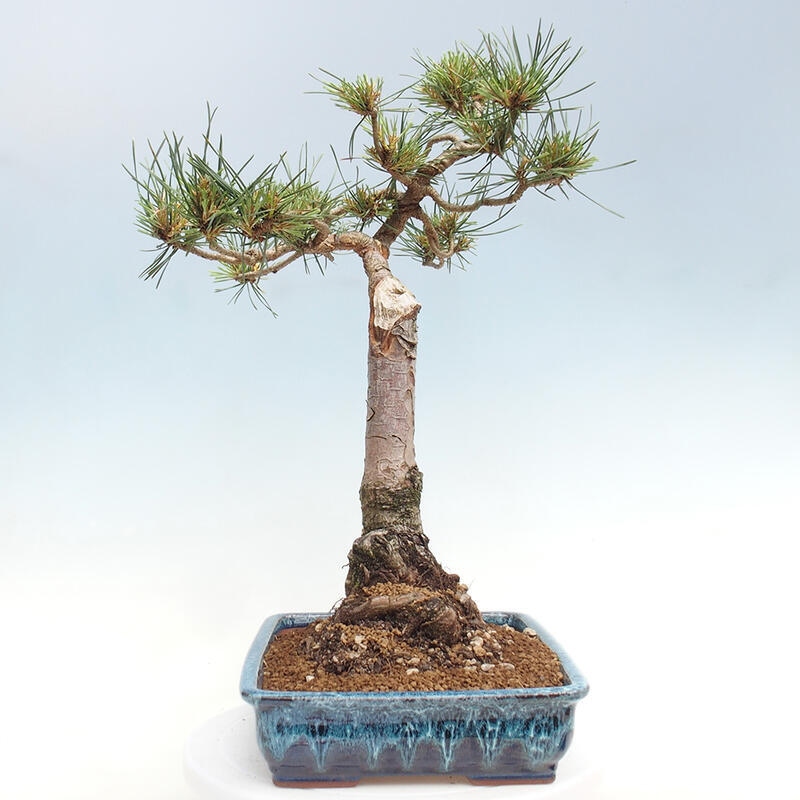 Vonkajšie bonsai - Pinus Sylvestris - Borovica lesná