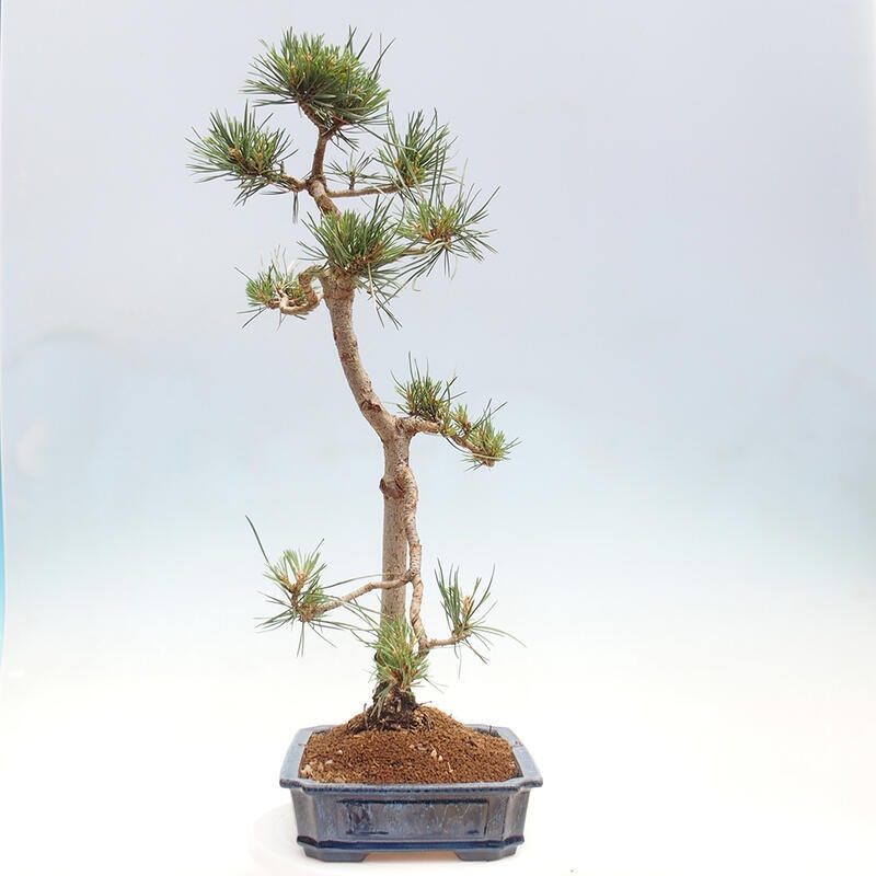 Vonkajšie bonsai - Pinus Sylvestris - Borovica lesná