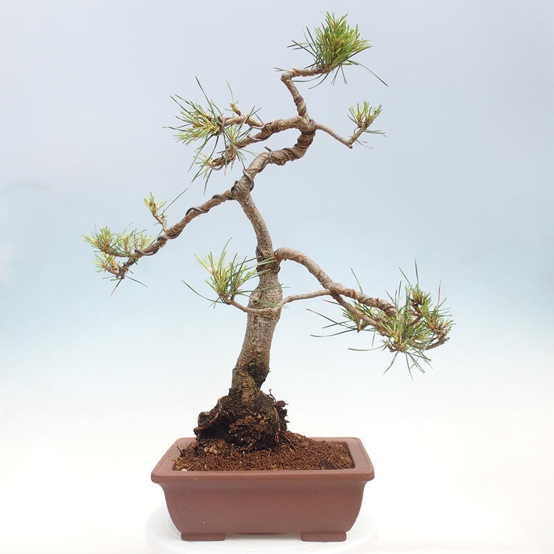 Vonkajšie bonsai - Pinus Sylvestris - Borovica lesná