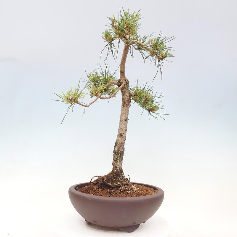 Vonkajšie bonsai - Pinus Sylvestris - Borovica lesná