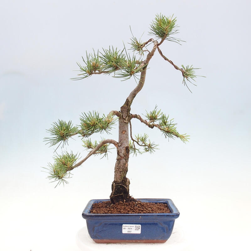 Vonkajšie bonsai - Pinus Sylvestris - Borovica lesná