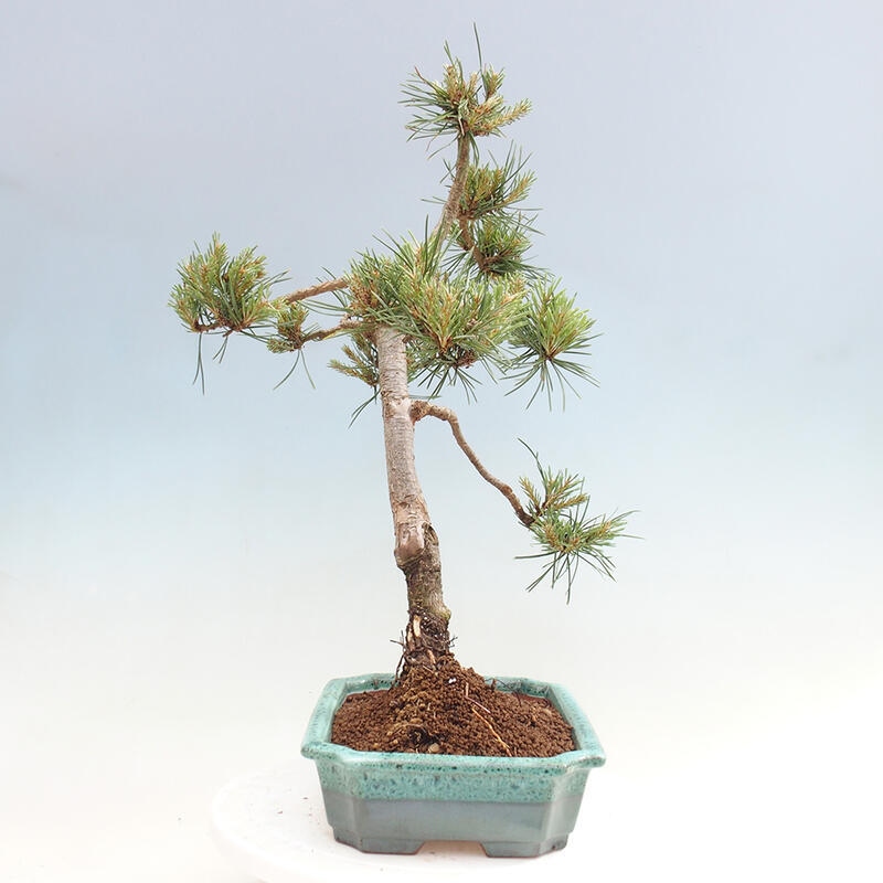 Vonkajšie bonsai - Pinus Sylvestris - Borovica lesná