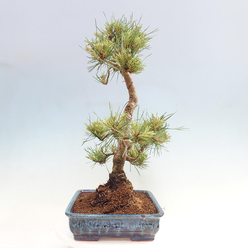 Vonkajšie bonsai - Pinus Sylvestris - Borovica lesná