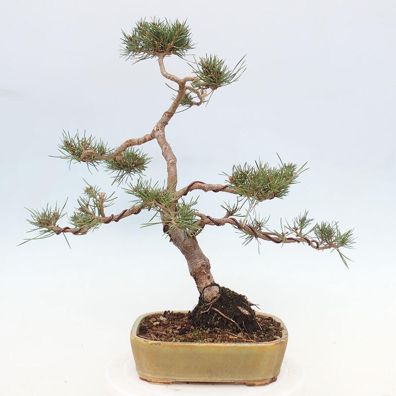 Vonkajšie bonsai - Pinus Sylvestris - Borovica lesná