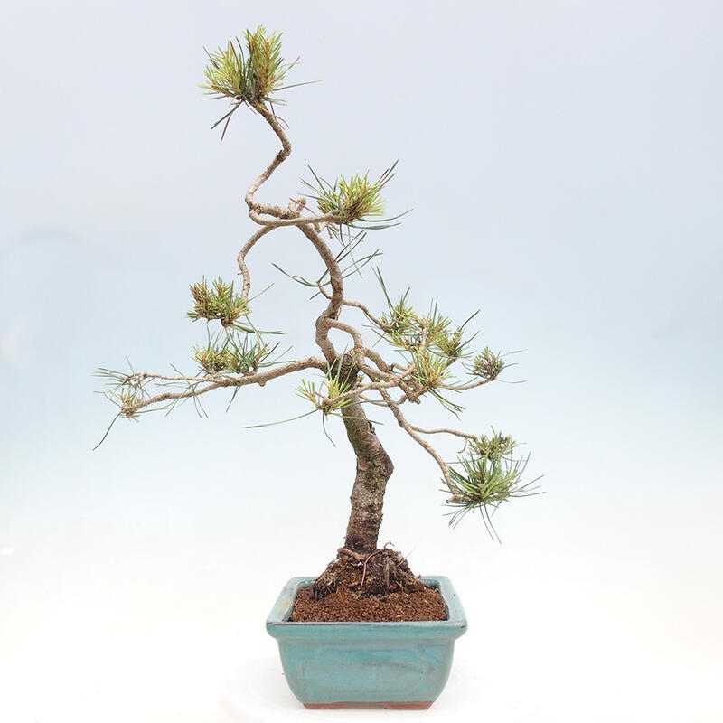 Vonkajšie bonsai - Pinus Sylvestris - Borovica lesná