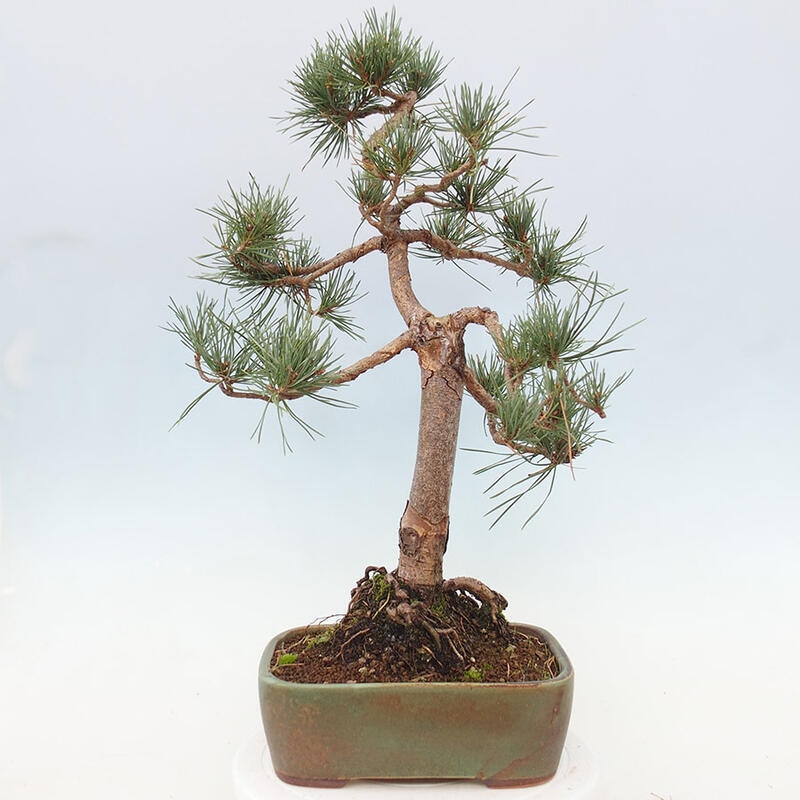 Vonkajšie bonsai - Pinus Sylvestris - Borovica lesná