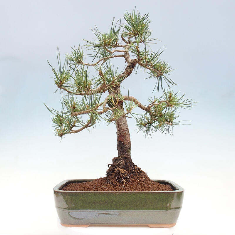 Vonkajšie bonsai - Pinus Sylvestris - Borovica lesná