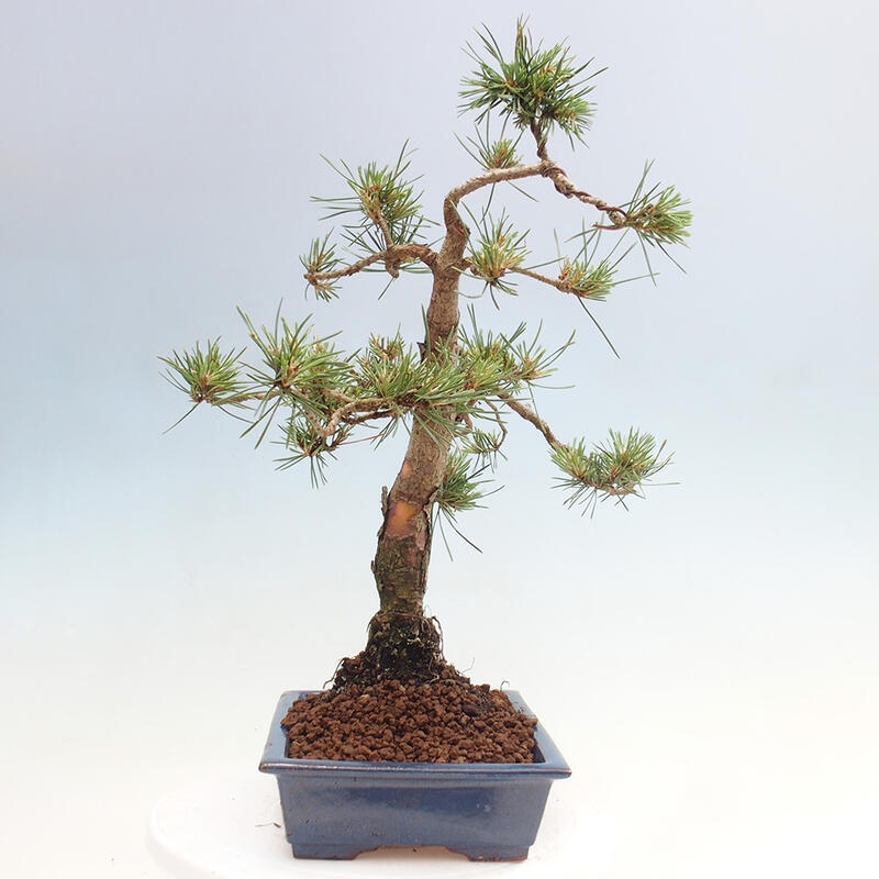 Vonkajšie bonsai - Pinus Sylvestris - Borovica lesná