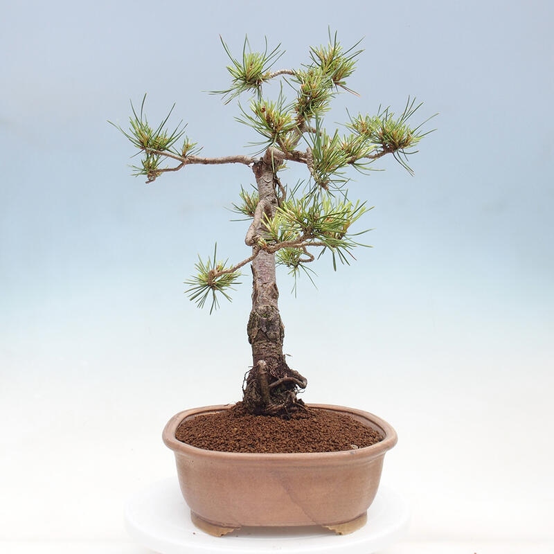 Vonkajšie bonsai - Pinus Sylvestris - Borovica lesná