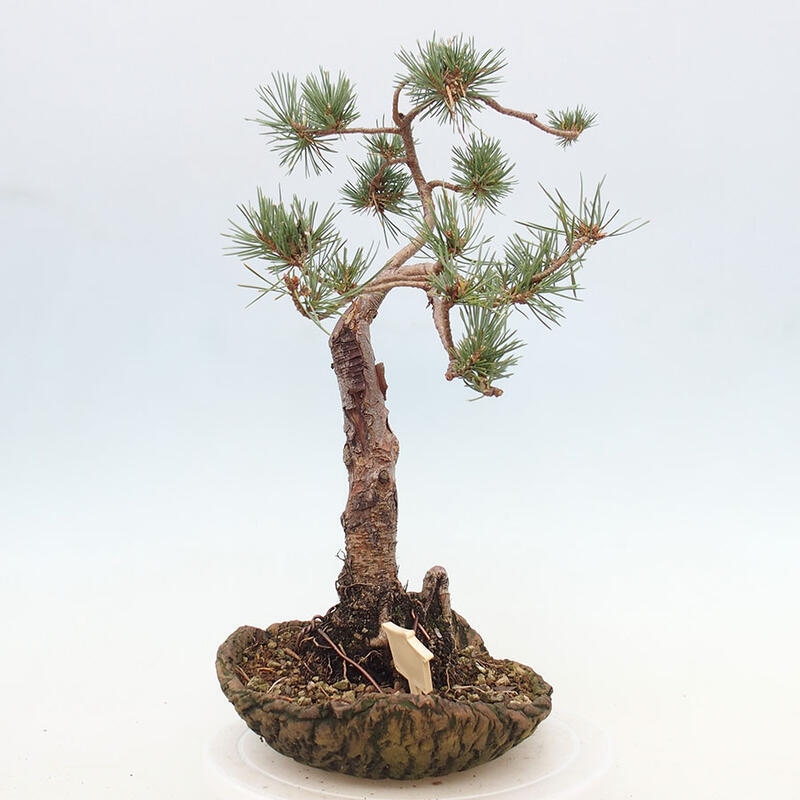 Vonkajšie bonsai - Pinus Sylvestris - Borovica lesná