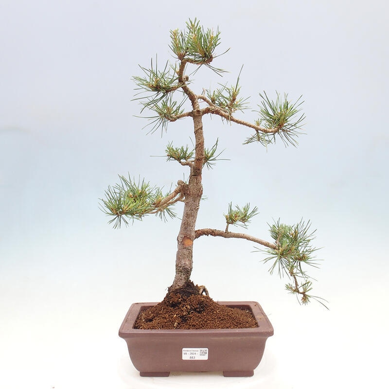 Vonkajšie bonsai - Pinus Sylvestris - Borovica lesná