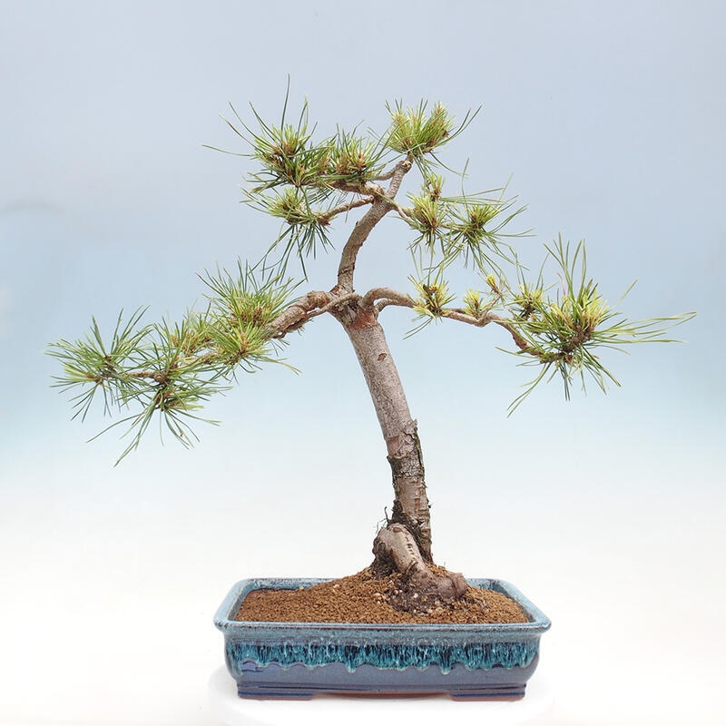 Vonkajšie bonsai - Pinus Sylvestris - Borovica lesná