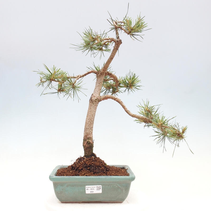 Vonkajšie bonsai - Pinus Sylvestris - Borovica lesná