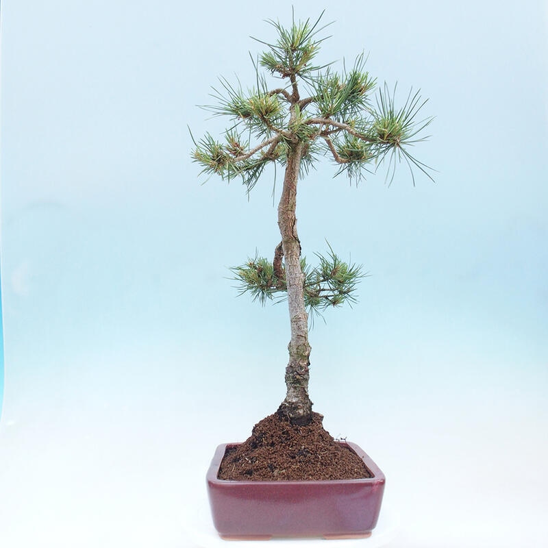 Vonkajšie bonsai - Pinus Sylvestris - Borovica lesná