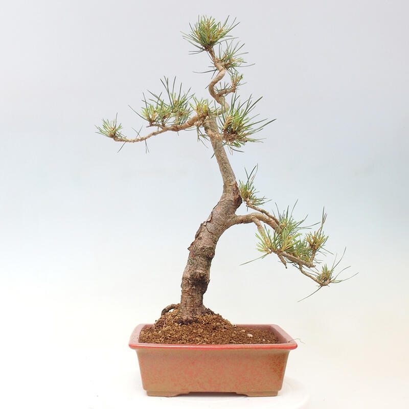 Vonkajšie bonsai - Pinus Sylvestris - Borovica lesná