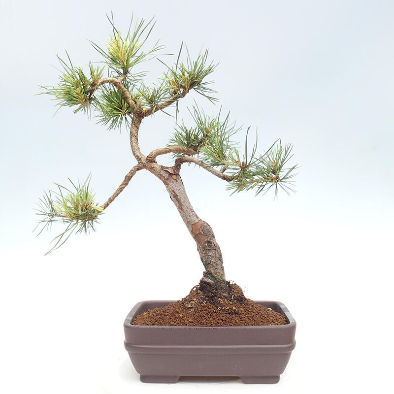 Vonkajšie bonsai - Pinus Sylvestris - Borovica lesná