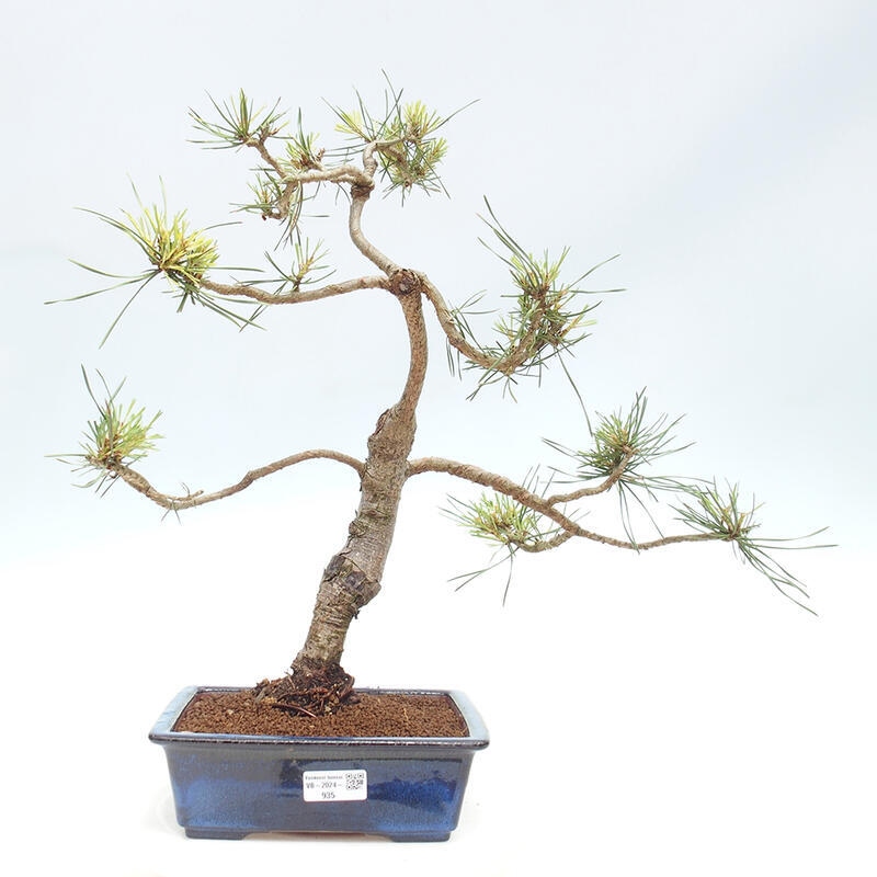 Vonkajšie bonsai - Pinus Sylvestris - Borovica lesná