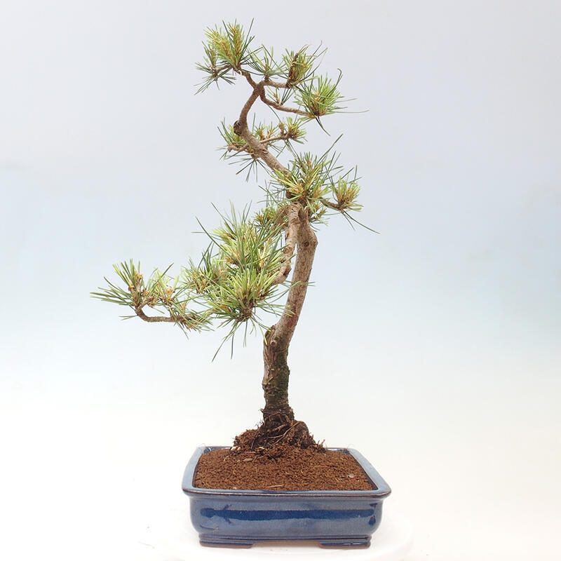 Vonkajšie bonsai - Pinus Sylvestris - Borovica lesná