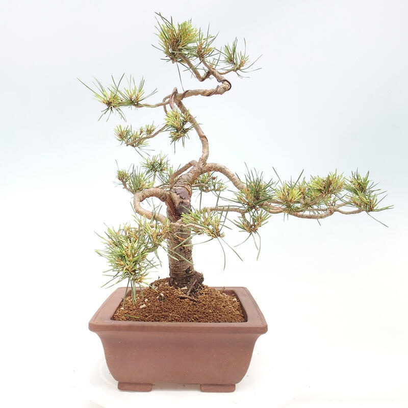 Vonkajšie bonsai - Pinus Sylvestris - Borovica lesná