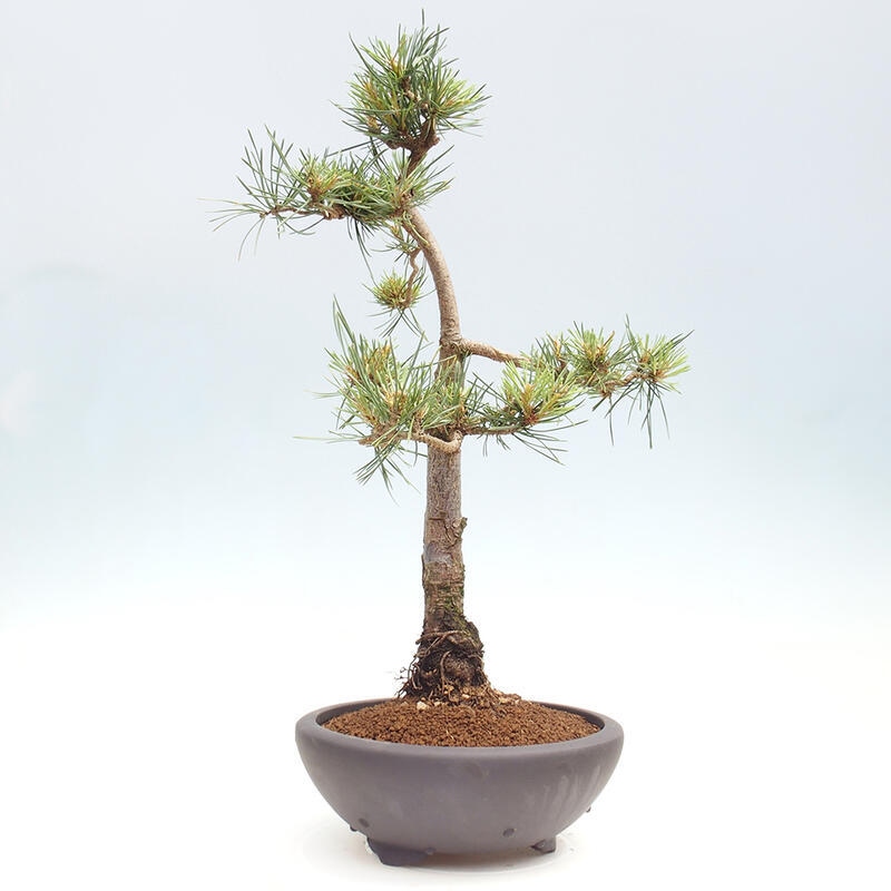 Vonkajšie bonsai - Pinus Sylvestris - Borovica lesná