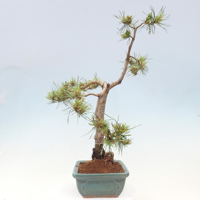 Vonkajšie bonsai - Pinus Sylvestris - Borovica lesná