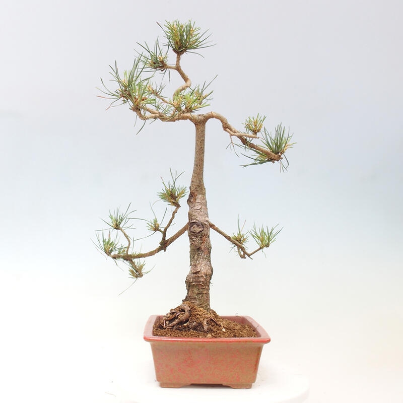 Vonkajšie bonsai - Pinus Sylvestris - Borovica lesná