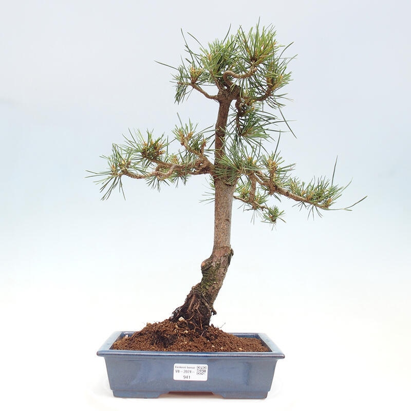 Vonkajšie bonsai - Pinus Sylvestris - Borovica lesná