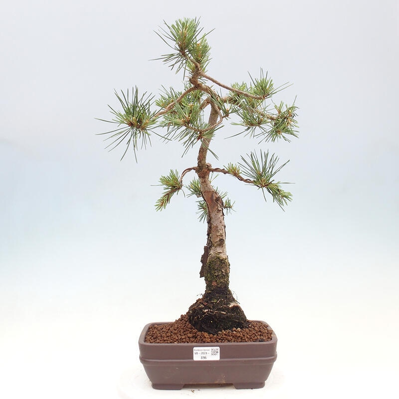 Vonkajšie bonsai - Pinus Sylvestris - Borovica lesná