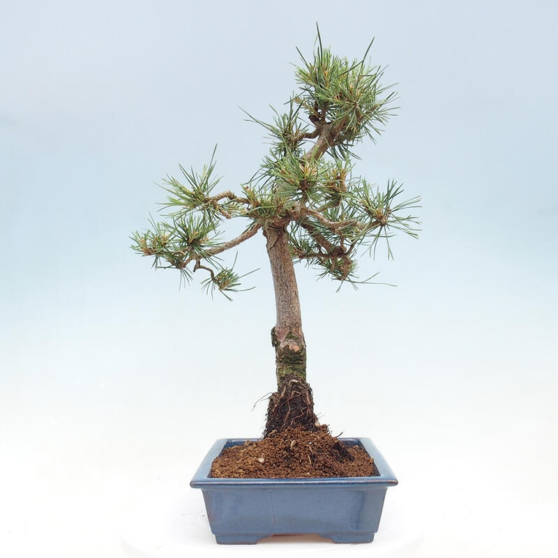 Vonkajšie bonsai - Pinus Sylvestris - Borovica lesná