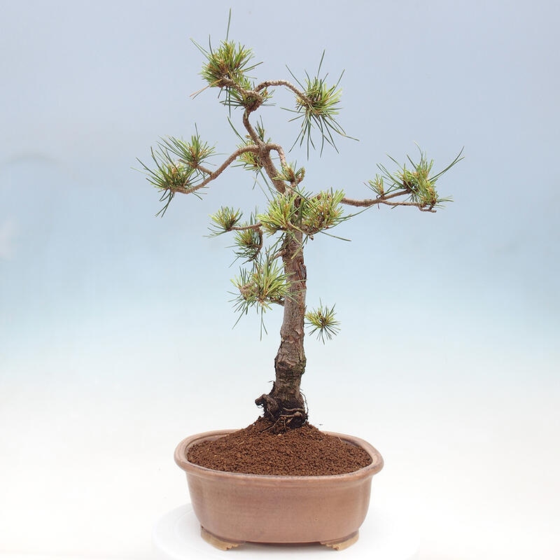 Vonkajšie bonsai - Pinus Sylvestris - Borovica lesná