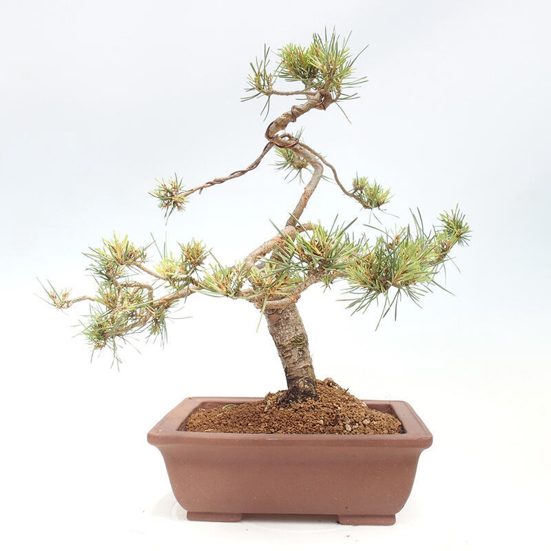 Vonkajšie bonsai - Pinus Sylvestris - Borovica lesná