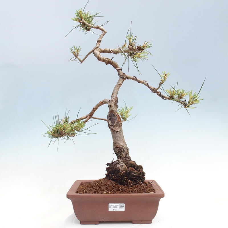 Vonkajšie bonsai - Pinus Sylvestris - Borovica lesná