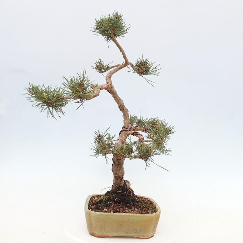 Vonkajšie bonsai - Pinus Sylvestris - Borovica lesná