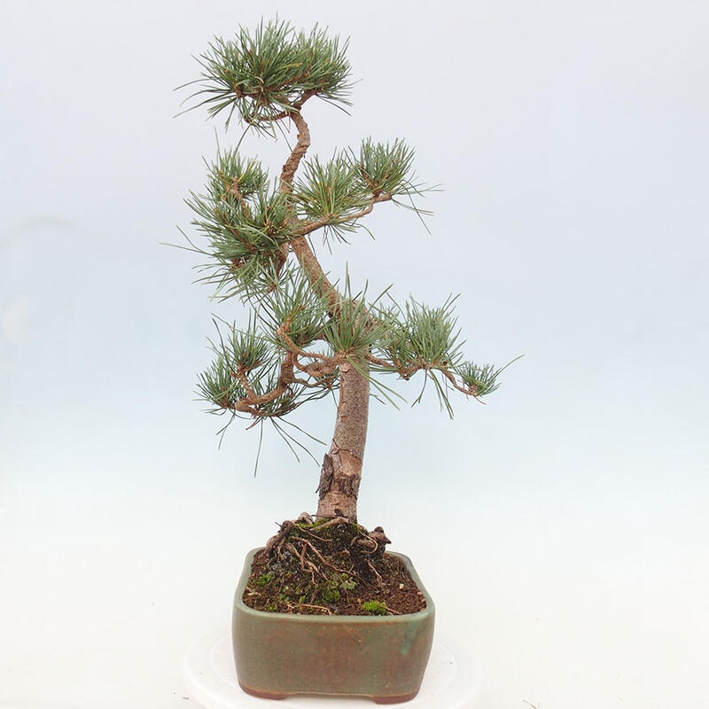 Vonkajšie bonsai - Pinus Sylvestris - Borovica lesná