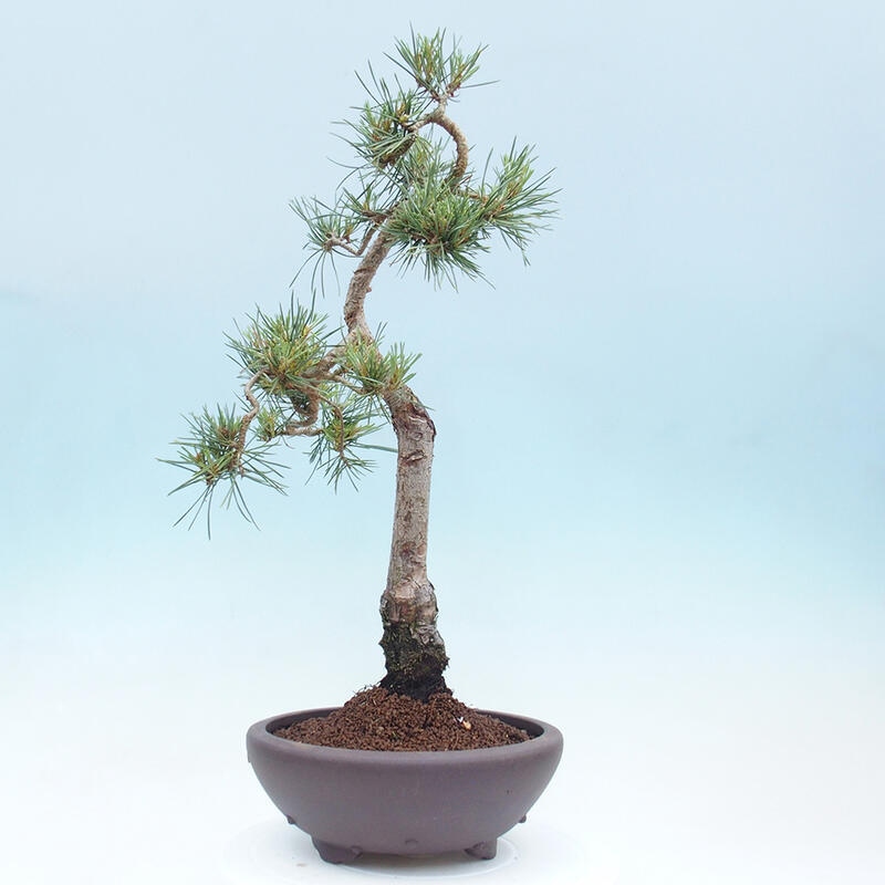 Vonkajšie bonsai - Pinus Sylvestris - Borovica lesná