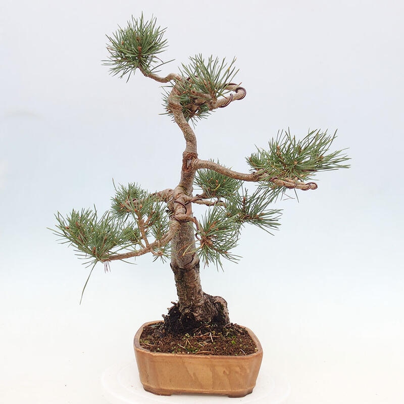 Vonkajšie bonsai - Pinus Sylvestris - Borovica lesná