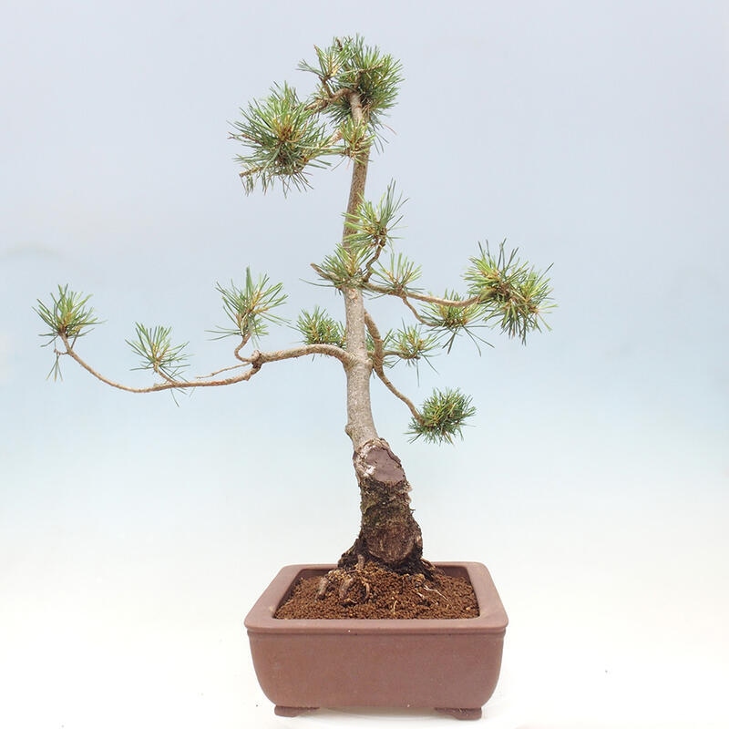 Vonkajšie bonsai - Pinus Sylvestris - Borovica lesná