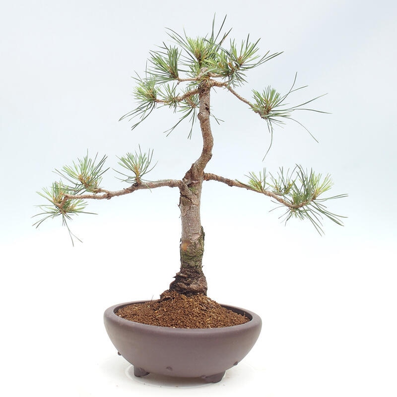 Vonkajšie bonsai - Pinus Sylvestris - Borovica lesná