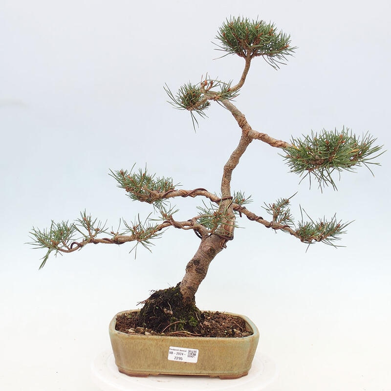 Vonkajšie bonsai - Pinus Sylvestris - Borovica lesná