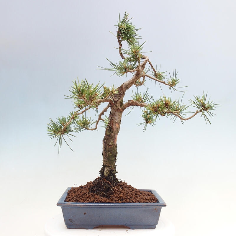 Vonkajšie bonsai - Pinus Sylvestris - Borovica lesná