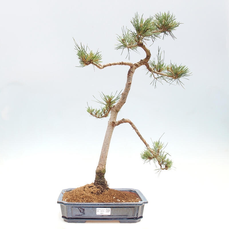 Vonkajšie bonsai - Pinus Sylvestris - Borovica lesná