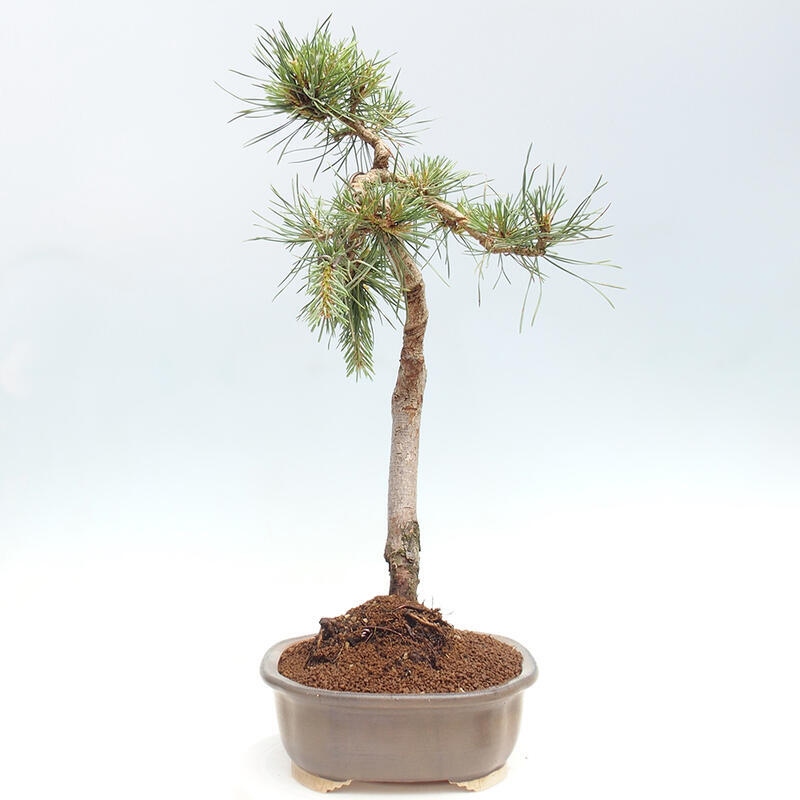 Vonkajšie bonsai - Pinus Sylvestris - Borovica lesná