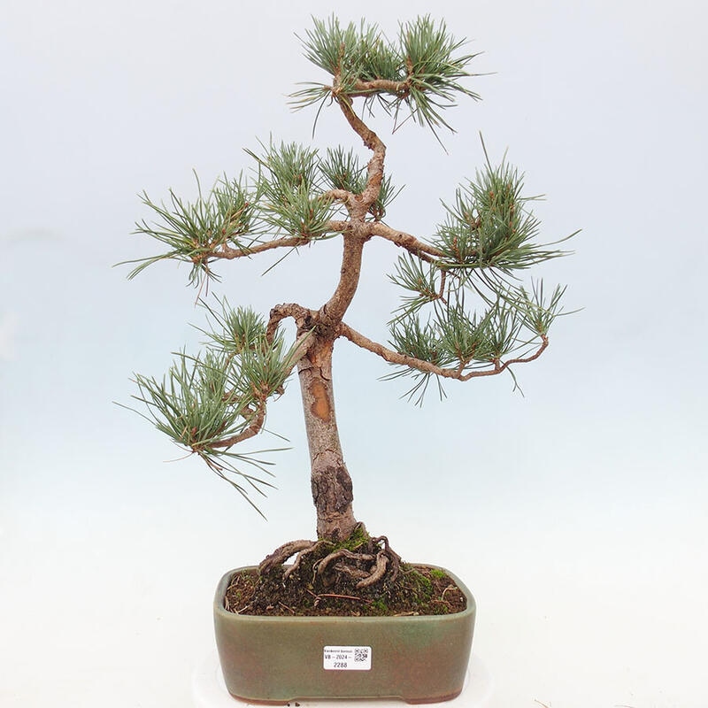 Vonkajšie bonsai - Pinus Sylvestris - Borovica lesná